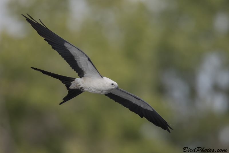 Swallow-tailed Kite