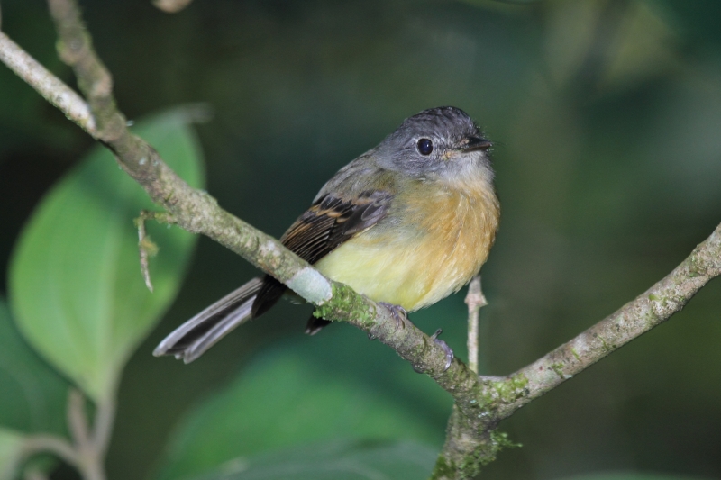 Tawny-chested Flycatcher