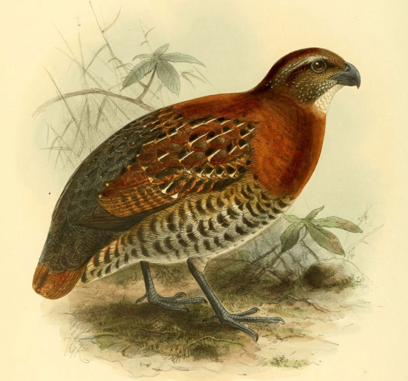 Tawny-faced Quail