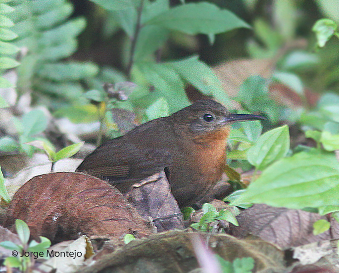 Tawny-throated Leaftosser