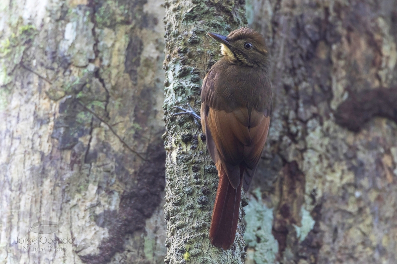 Tawny-winged Woodcreeper