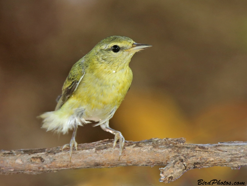 Tennessee Warbler