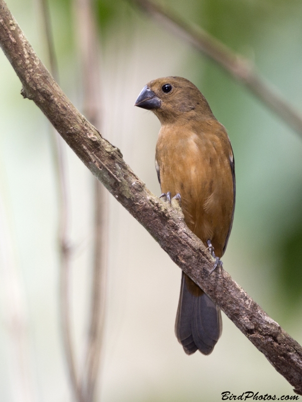 Thick-billed Seed Finch