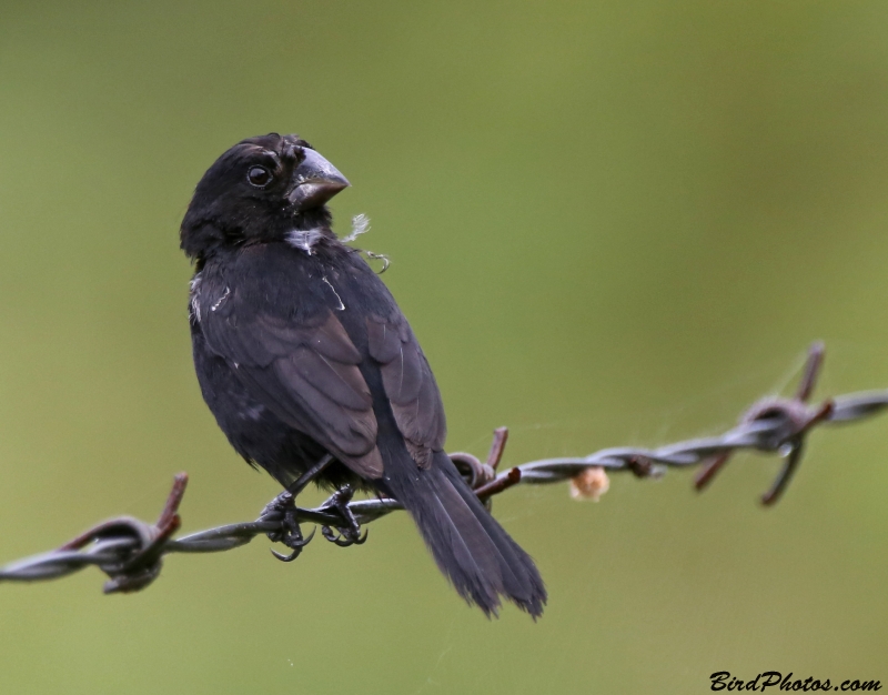 Thick-billed Seed Finch