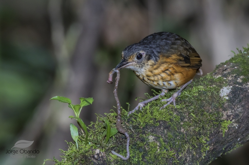 Thicket Antpitta