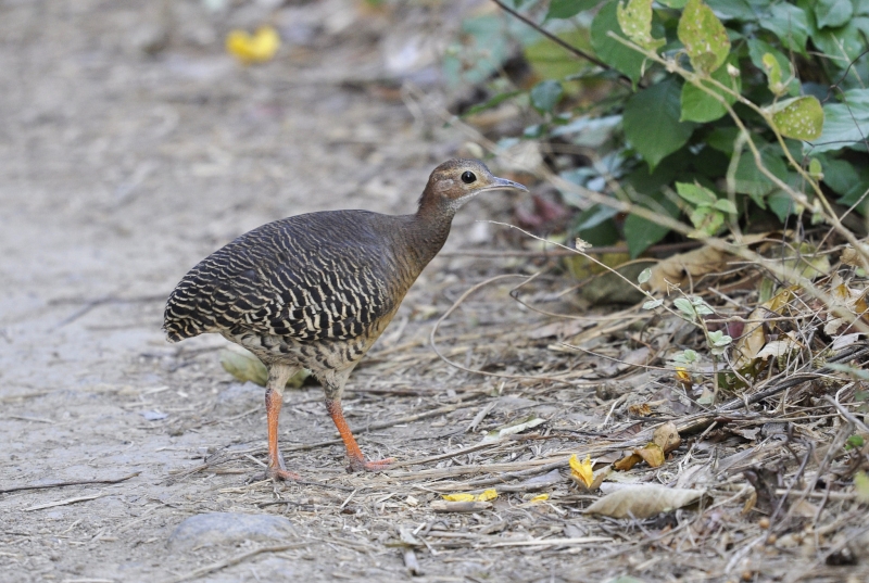 Thicket Tinamou