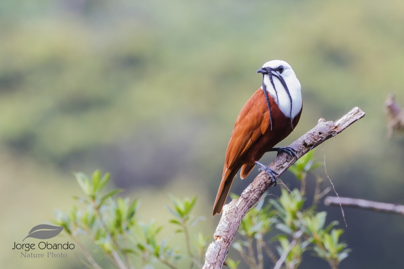 Three-wattled Bellbird