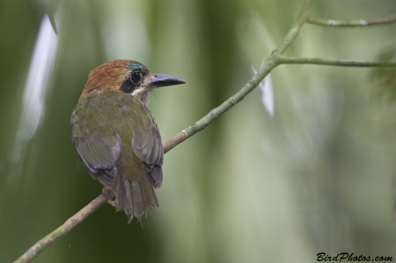 Tody Motmot