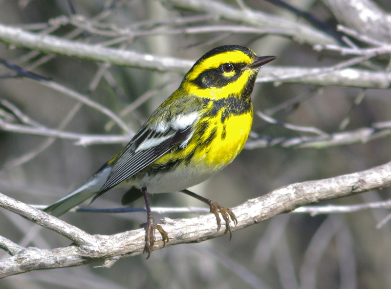 Townsend's Warbler