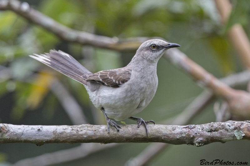 Tropical Mockingbird