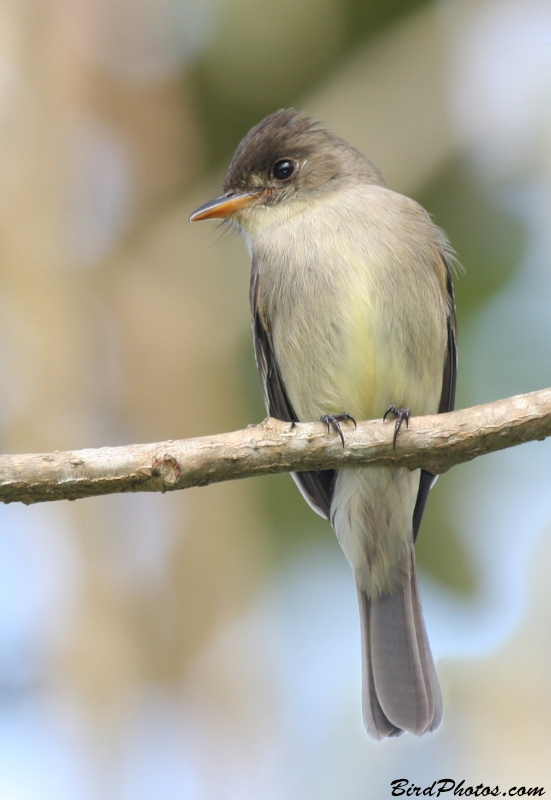 Tropical Pewee