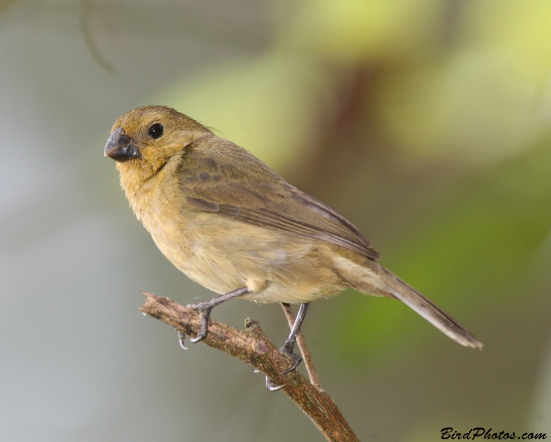 Variable Seedeater