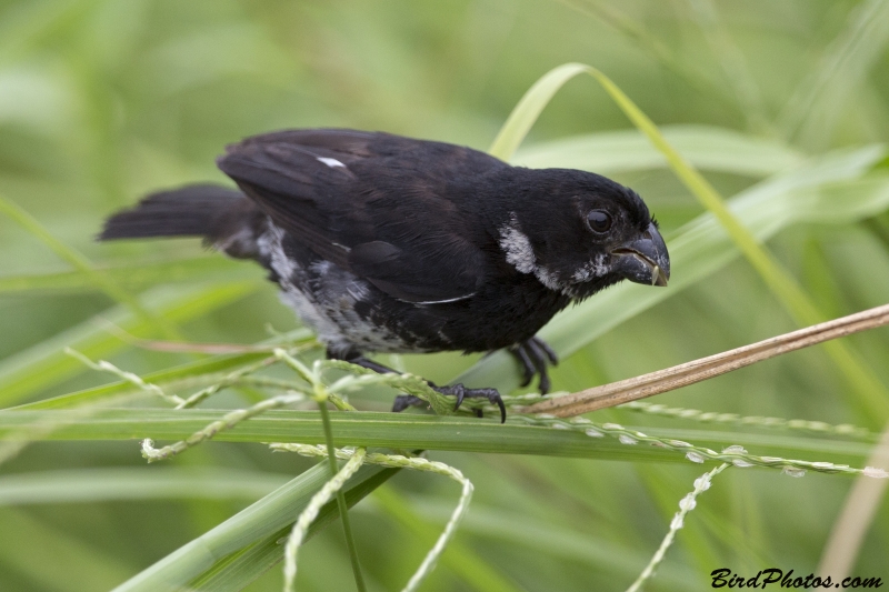 Variable Seedeater