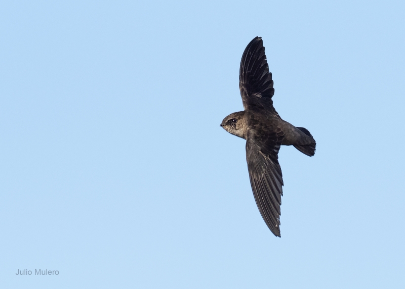 Vaux's Swift