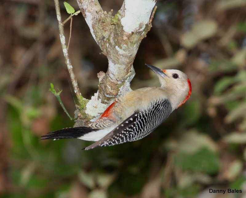 Velasquez's Woodpecker