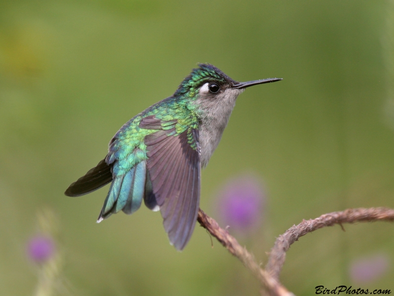 Violet-headed Hummingbird