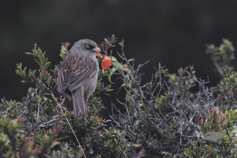 Volcano Junco