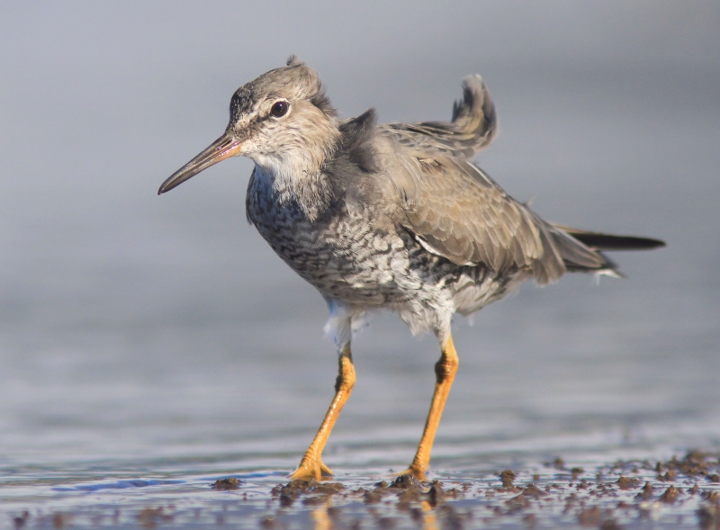 Wandering Tattler