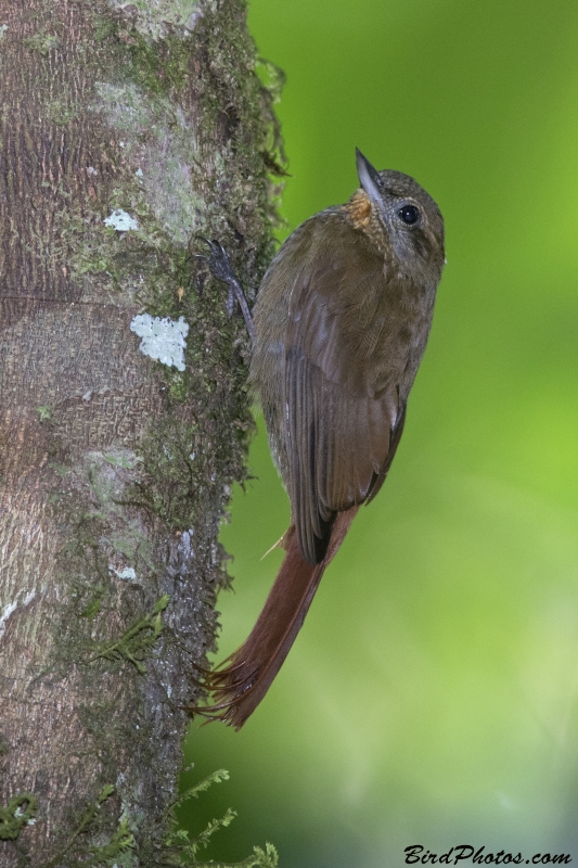 Wedge-billed Woodcreeper