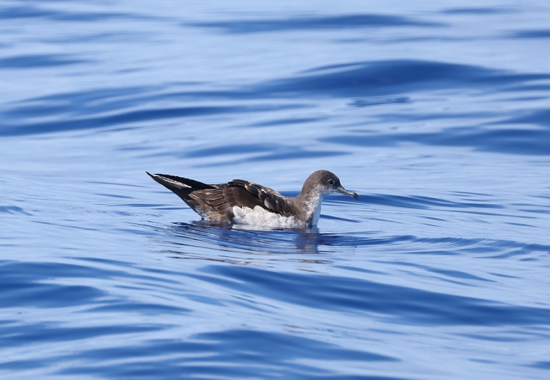 Wedge-tailed Shearwater