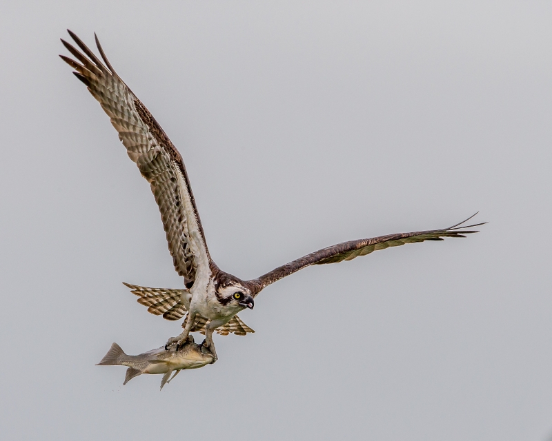 Western Osprey