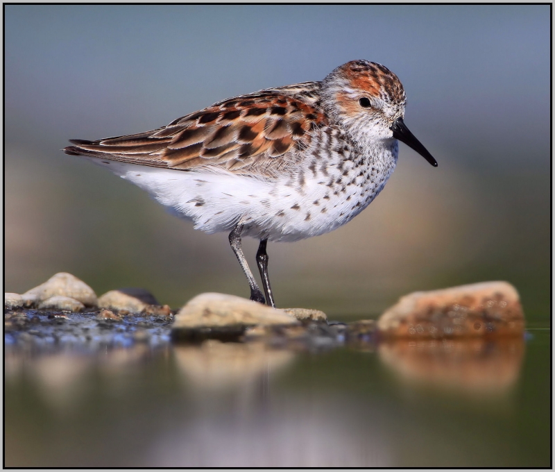 Western Sandpiper