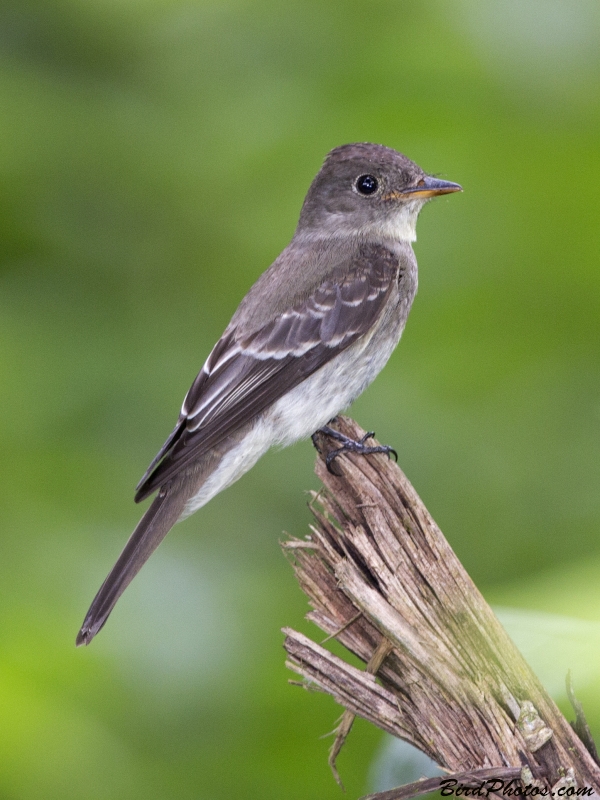 Western Wood Pewee