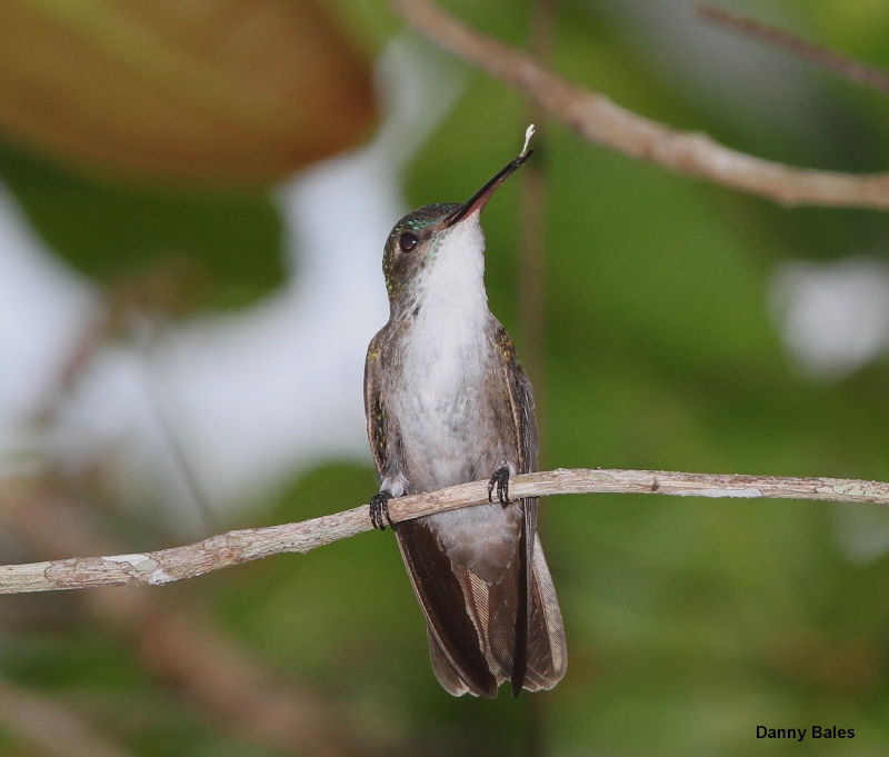 White-bellied Emerald