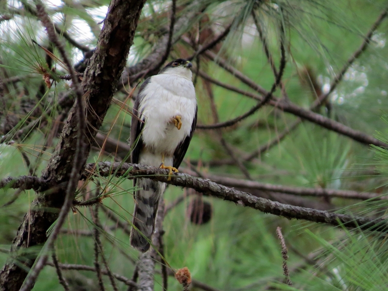 White-breasted Hawk