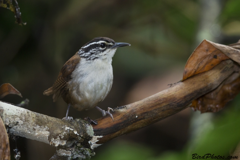 White-breasted Wood Wren