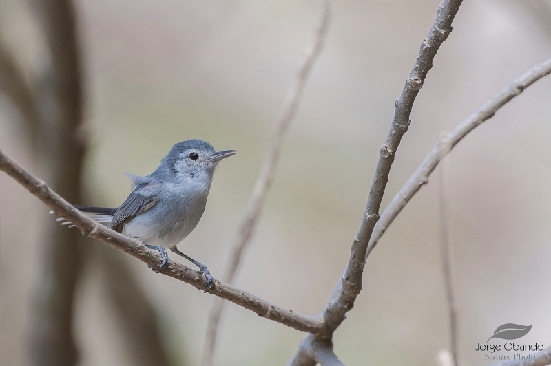 White-browed Gnatcatcher