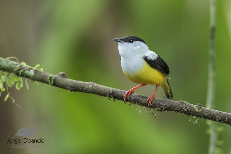 White-collared Manakin