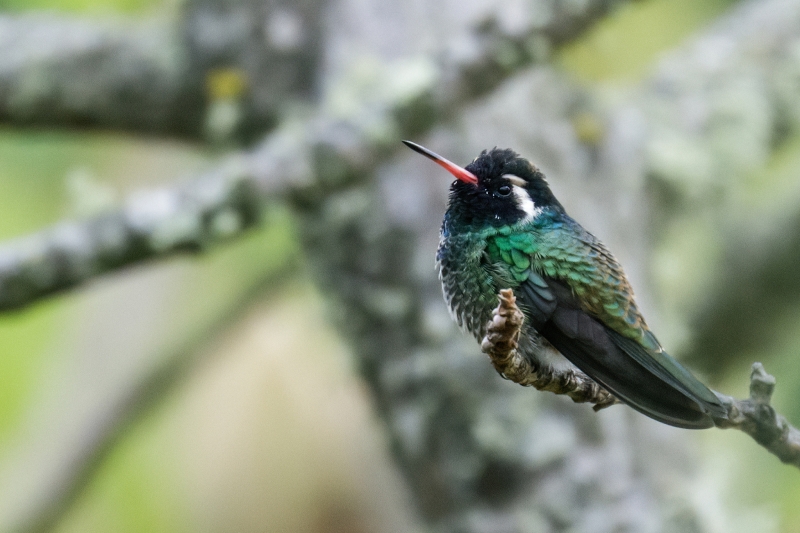 White-eared Hummingbird