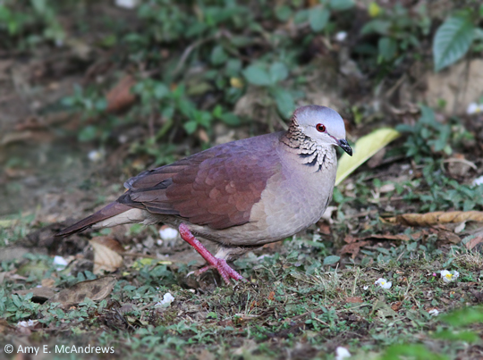 White-faced Quail-Dove