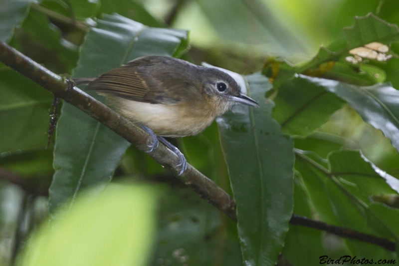 White-flanked Antwren