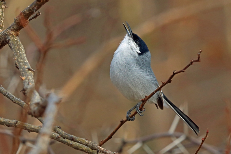 White-lored Gnatcatcher