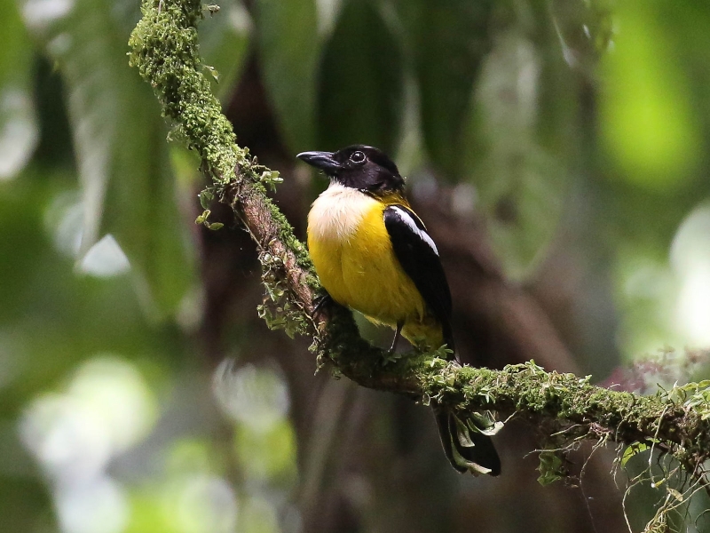 White-throated Shrike-Tanager