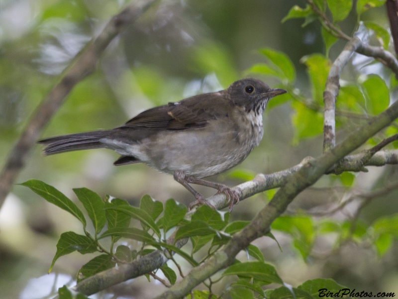 White-throated Thrush