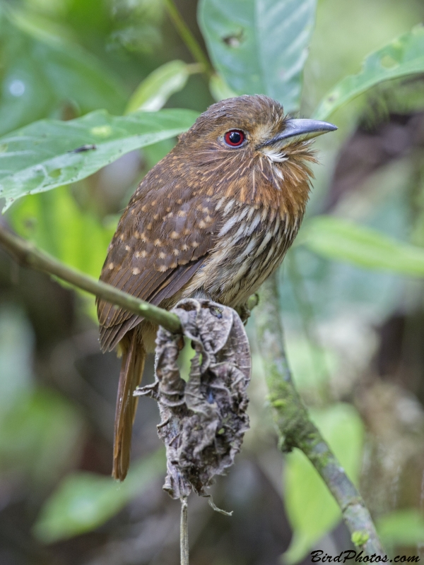 White-whiskered Puffbird