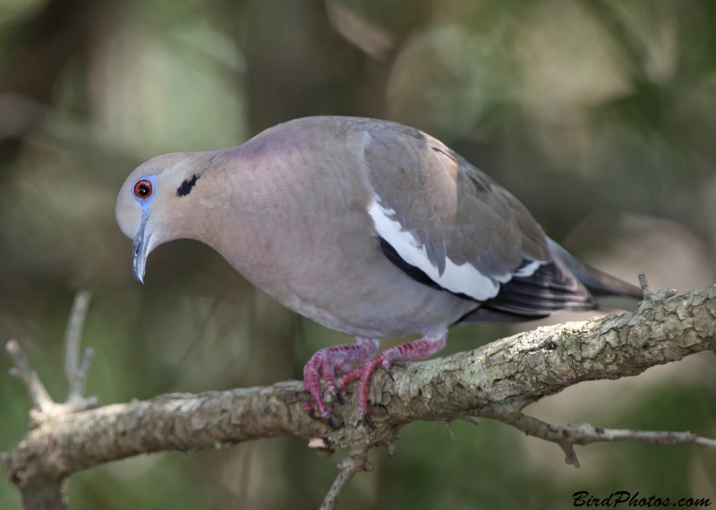 White-winged Dove