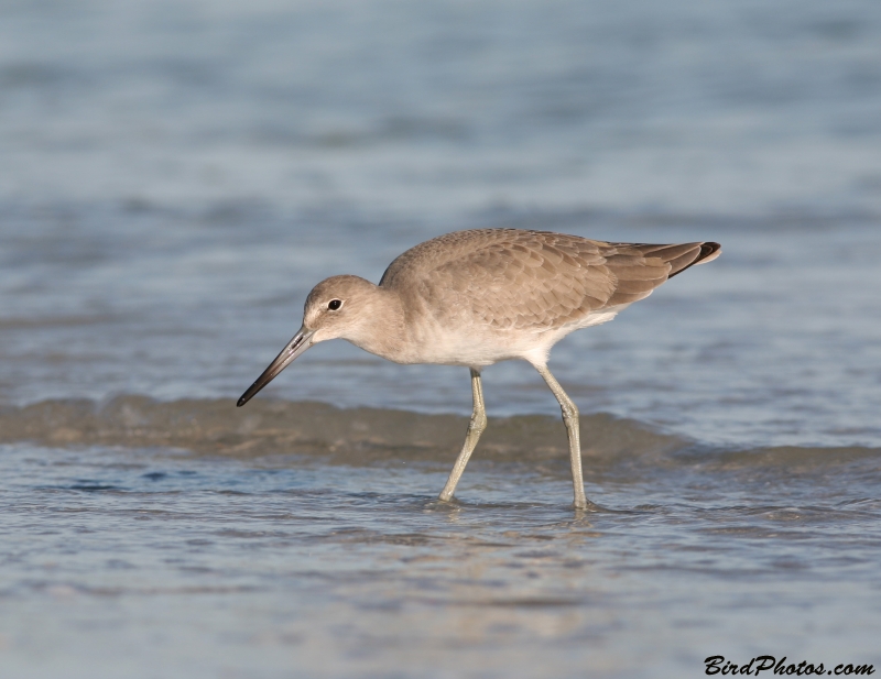 Willet