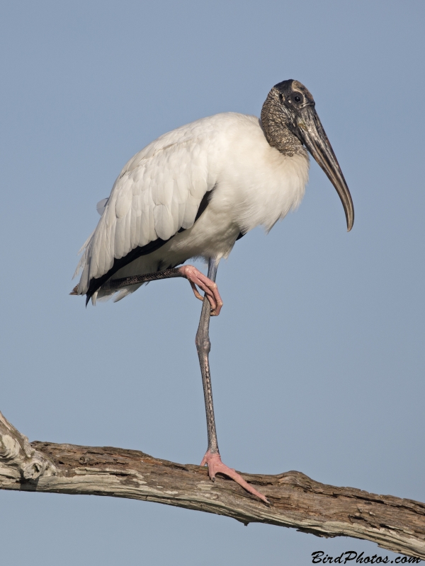 Wood Stork