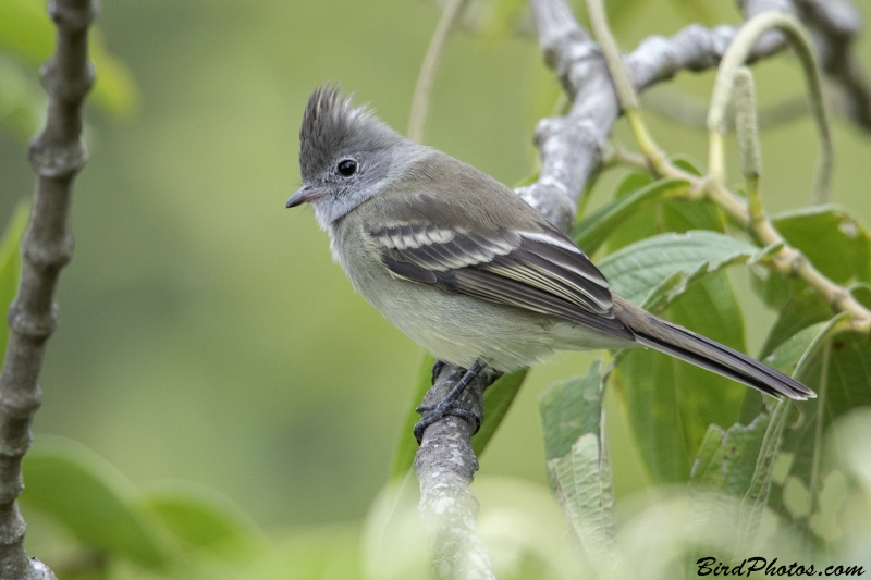 Yellow-bellied Elaenia