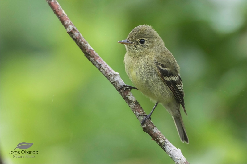 Yellow-bellied Flycatcher