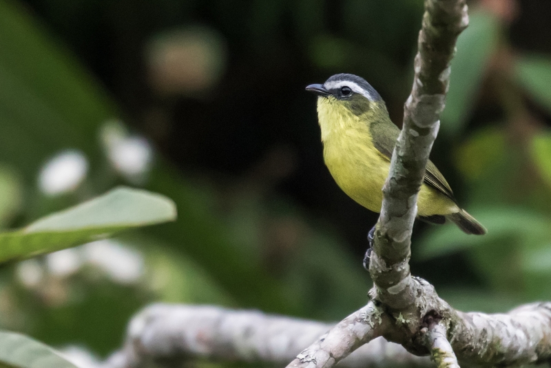 Yellow-bellied Tyrannulet