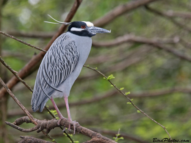 Yellow-crowned Night Heron