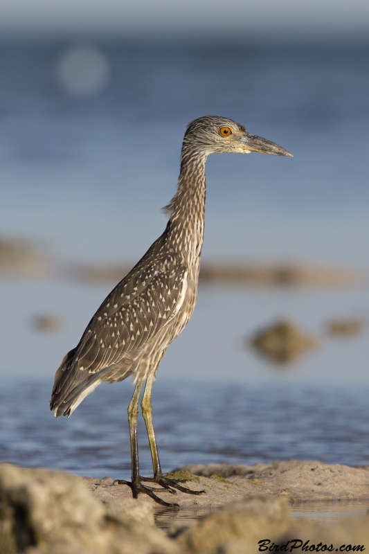 Yellow-crowned Night Heron