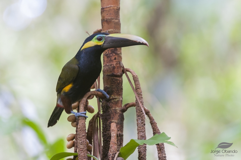 Yellow-eared Toucanet