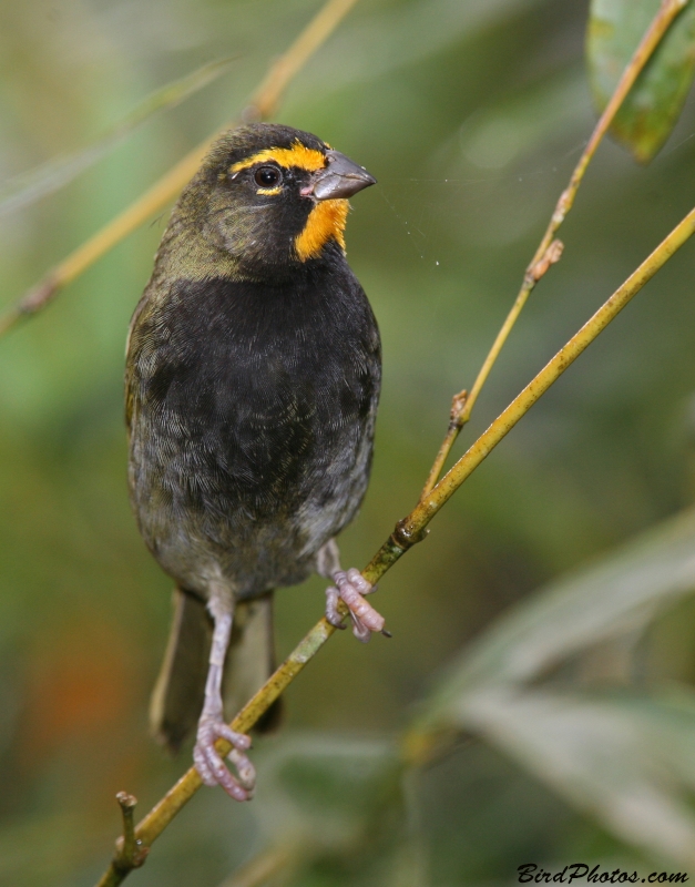 Yellow-faced Grassquit