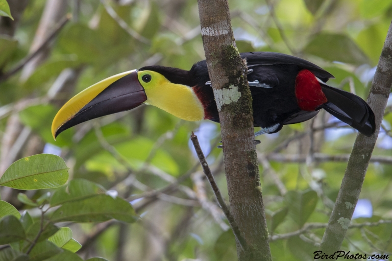 Yellow-throated Toucan